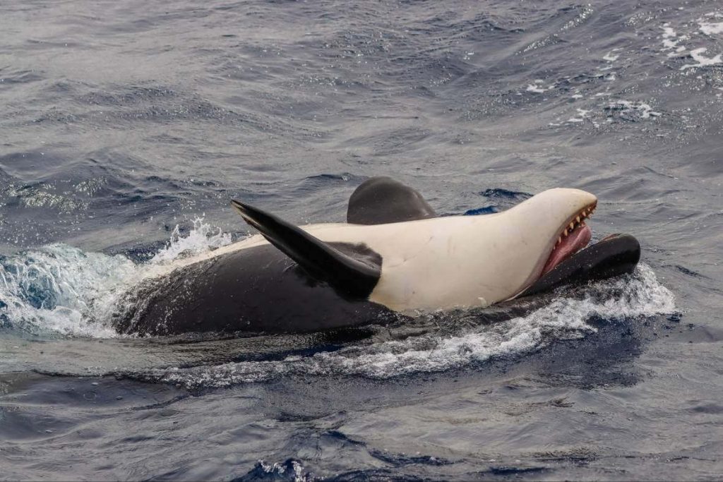 orca-lying-on-her-back-bremer-bay-esperance-perth-australia-wa