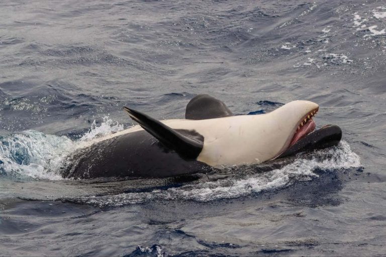 orca-lying-on-her-back-bremer-bay-esperance-perth-australia-wa