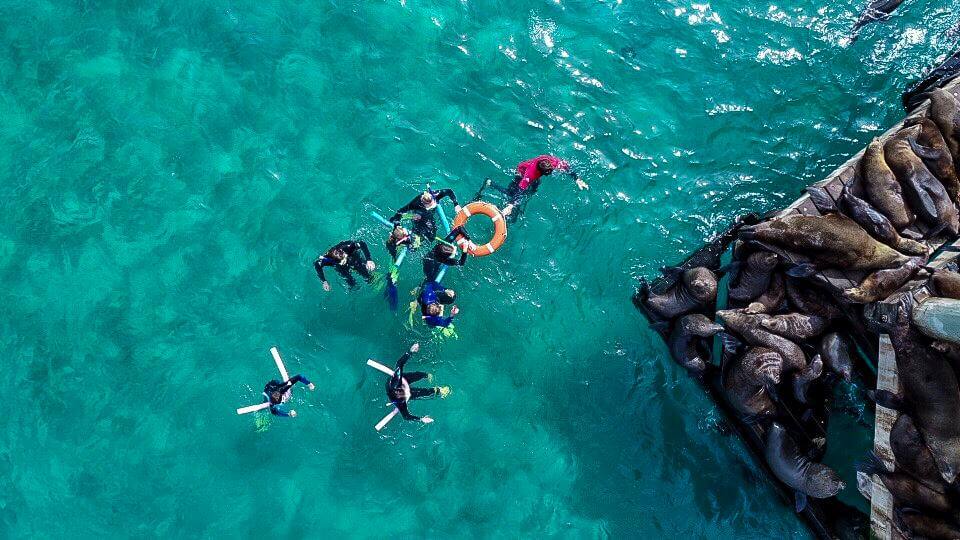 seals-around-melbourne-wildlife-tour-cruise-road-trip-melbourne-sydney