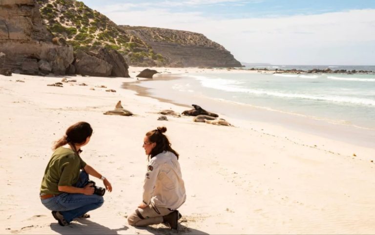 seals-wildlife-beach-australia-south-australia-kangaroo-island-adelaide-tour-day