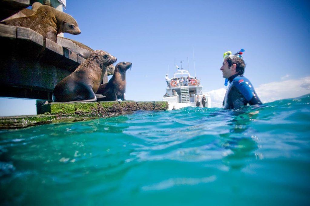 seal-boat-human-swimming-melbourne-activity-cruise