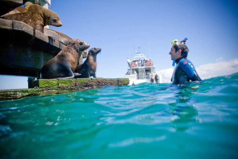 seal-boat-human-swimming-melbourne-activity-cruise
