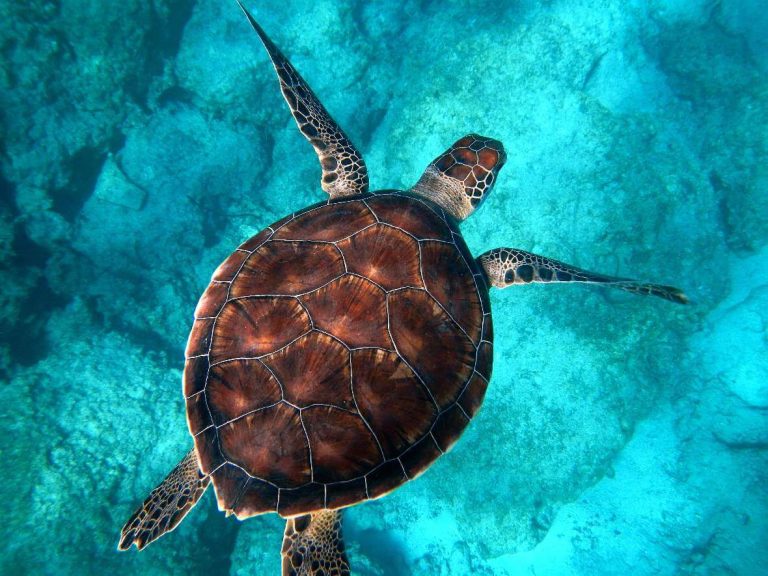 turtle-reef-snorkeling-brisbane-moreton-island-tour-olympic-city