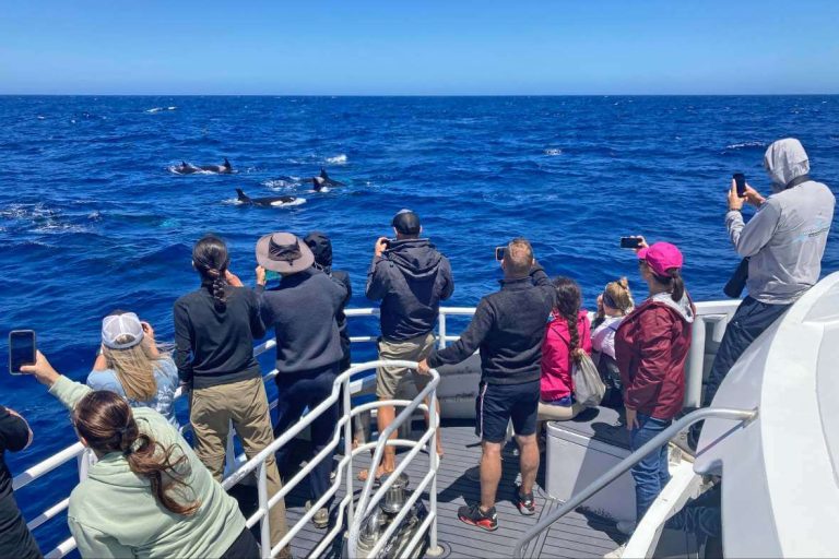 people-watching-a-few-orcas-killer-perth-albany-itinerary
