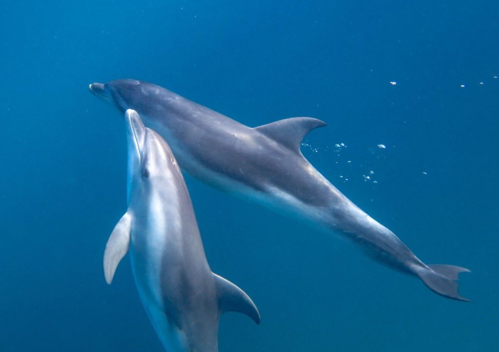 what-to-do-near-melbourne-dolphins-swimg-mornington-peninsula