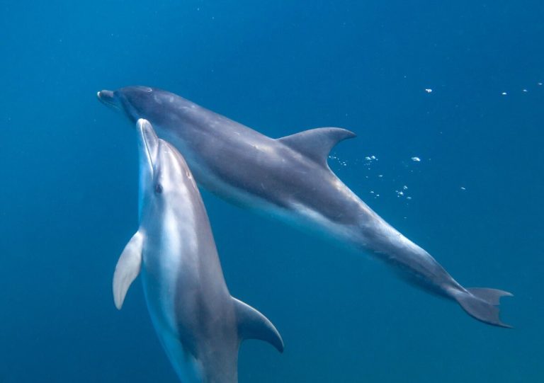 dolphins-ocean-cruise-melbourne-itinerary-what-to-do