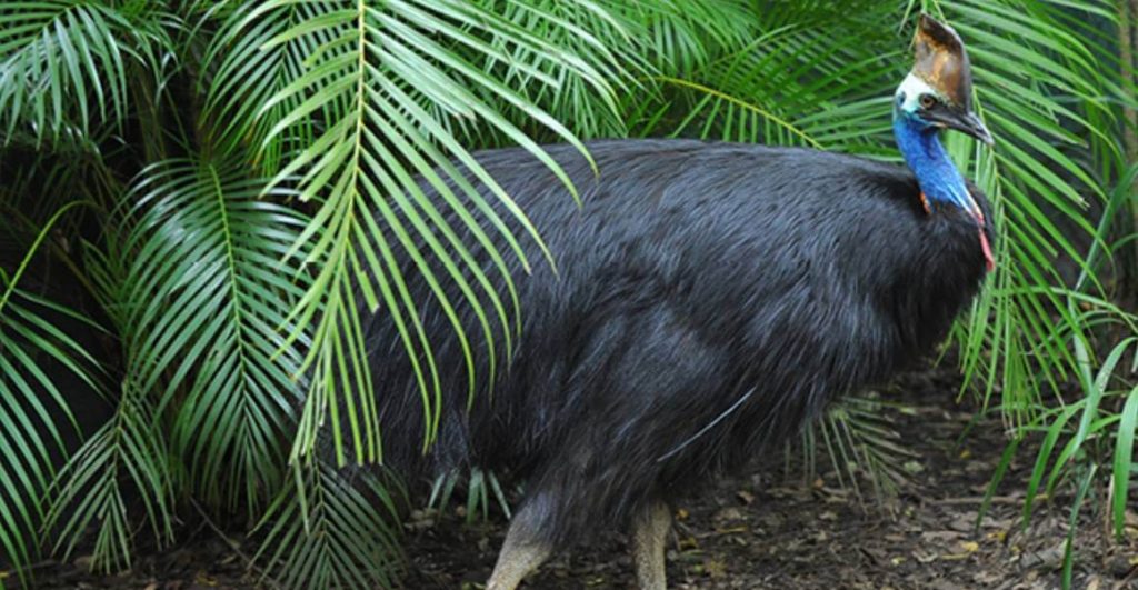Cassowary-australia-zoo-wildlife-ticket-itinerary-brisbane-entry