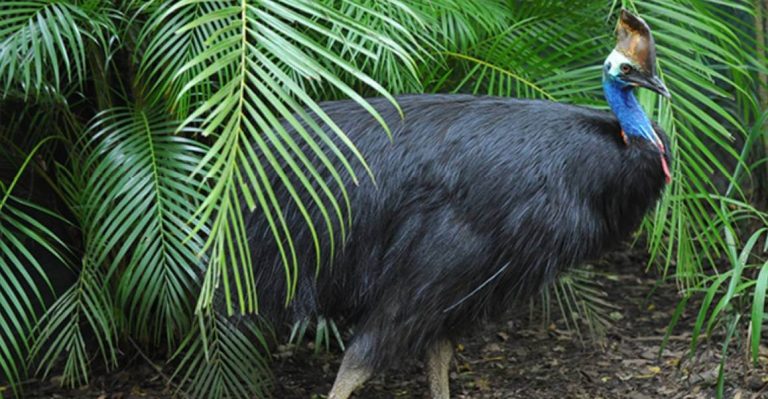 cassowary-australia-zoo-wildlife-ticket-brisbane-itinerary-entry