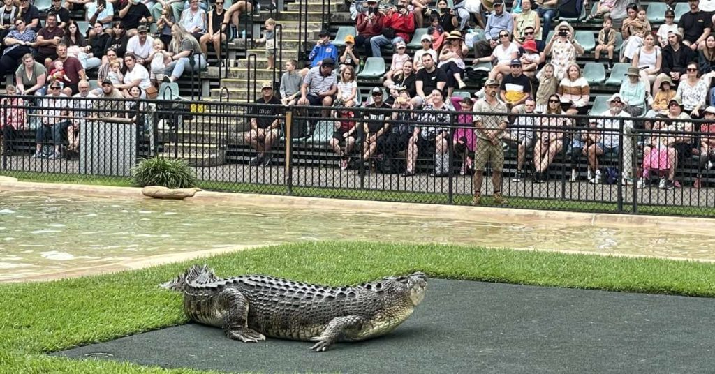 crocodile-show-australia-zoo-crocoseum-ticket-price-brisbane-deal