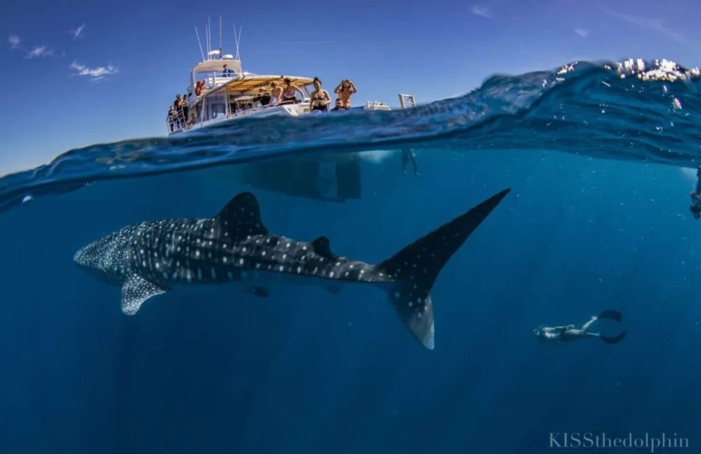 exmouth-australie-nager-requin-baleine-offre-prix-road-trip-itineraire