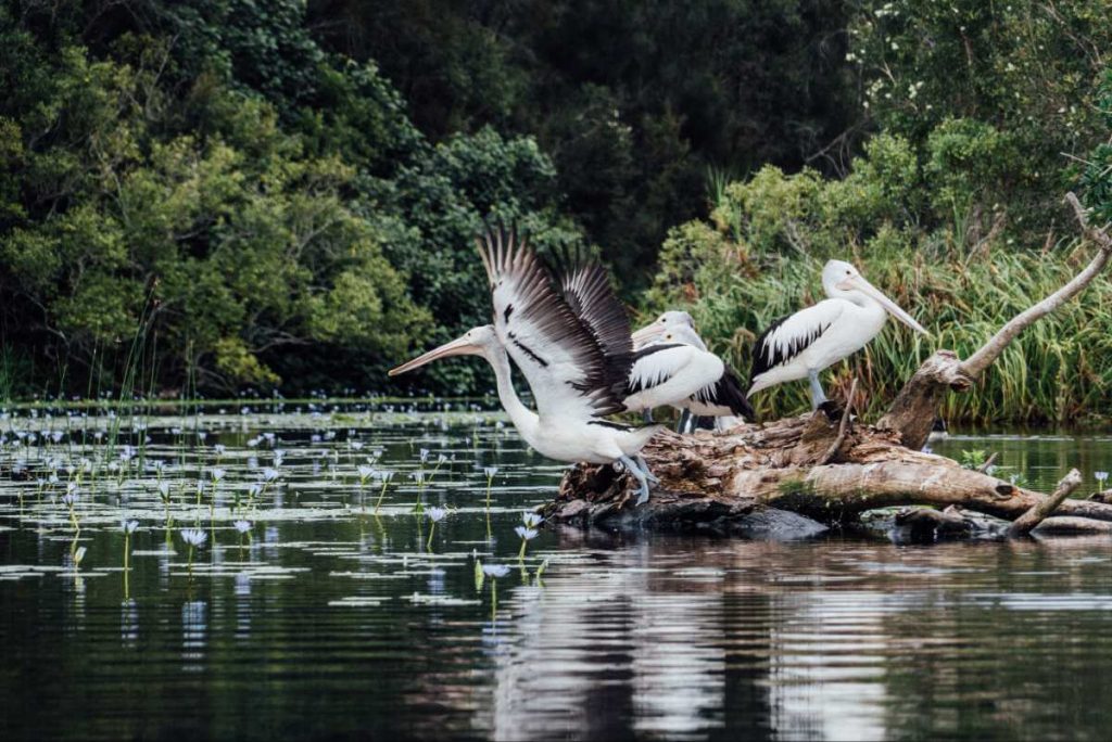 pelicans-australian-birds-noosa-everglades-tour-price- the-best-cruise