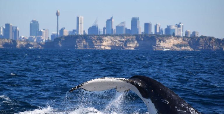 sydney-itinerary-couples-families-whale-watching