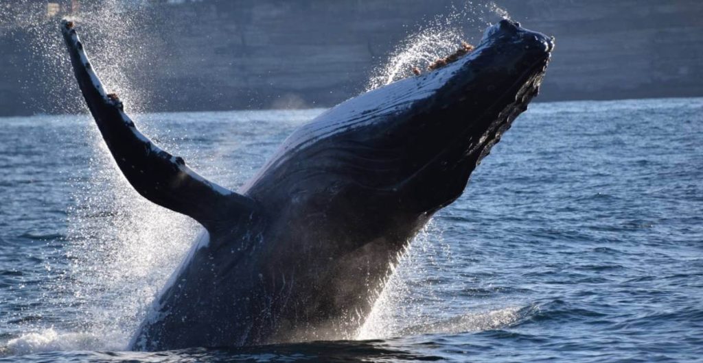 sydney-itinerary-what-to-do-family-couple-whales-watching