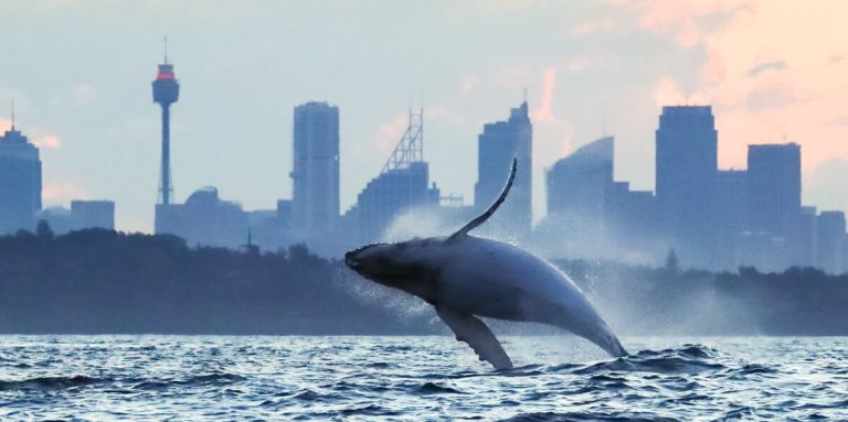 family-friendly-whale-watching-tours-sydney