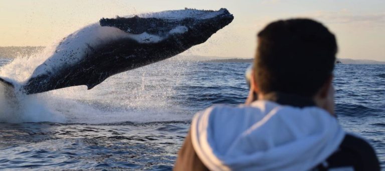 affordable-small-boat-whale-watching-sydney-deals​
