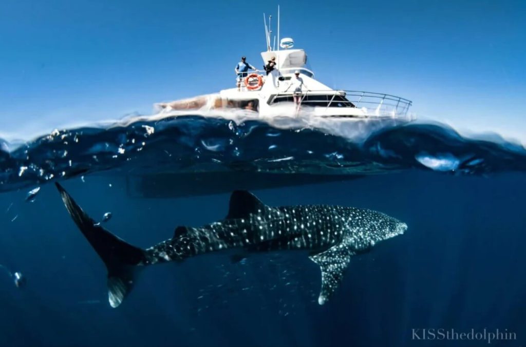 australia-whale-shark-season-guide-swimming-locations-and-tips