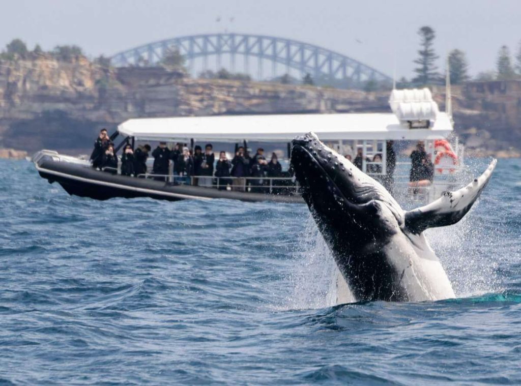 hale-watching-sydney-best-time-may-october-cost