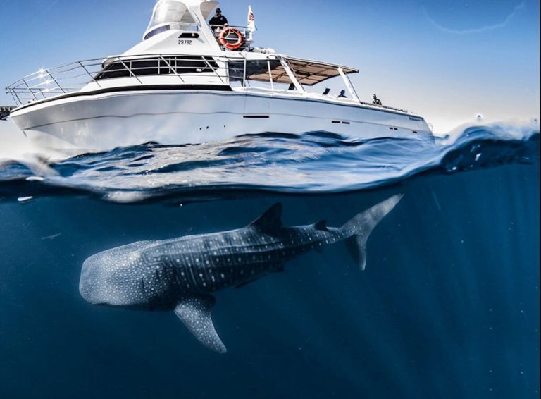 requin-baleine-exmouth-nage-australie-occidentale