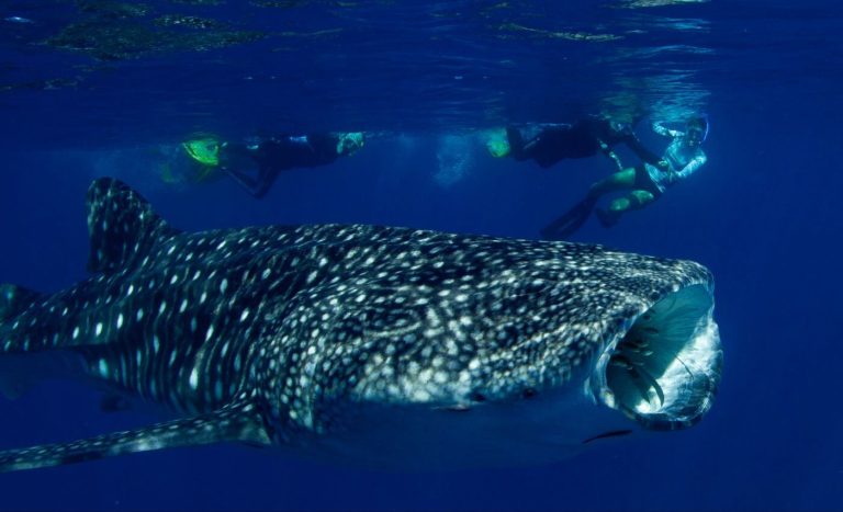 requin-baleine-nager-perth-darwin-saison-prix-compagnie