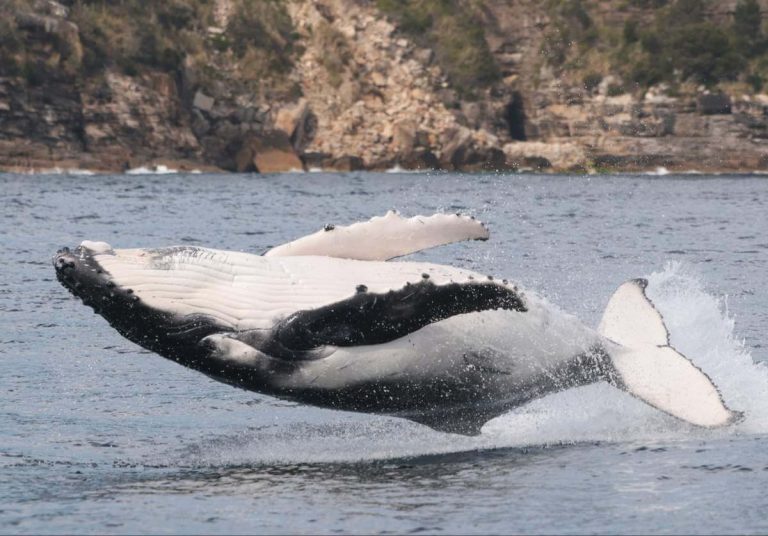 sydney-winter-activities-whale-migration