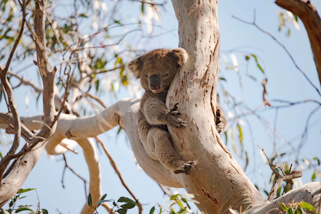 koala kangaroo island south australia