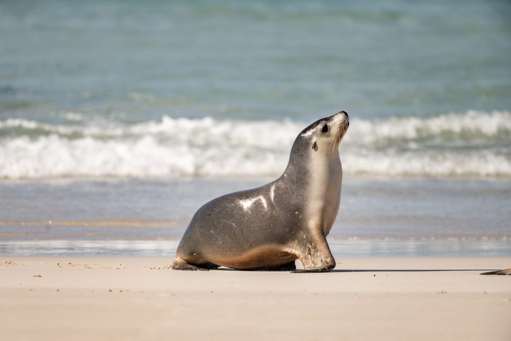 seal south australia