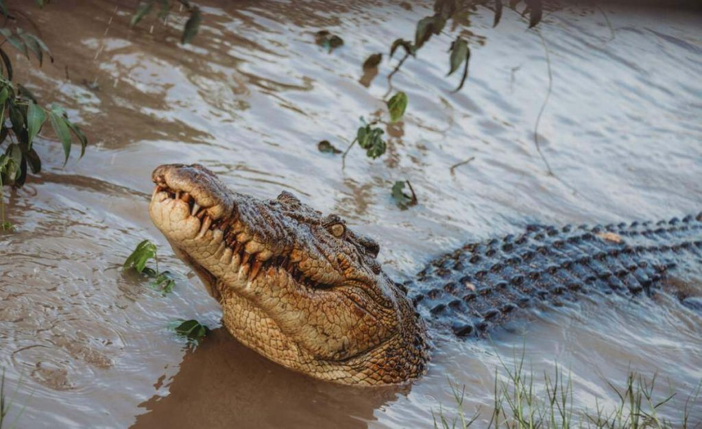 kakadu-cultural-experience-day-tour-from-darwin-with-aboriginal-guide-darwin-tours