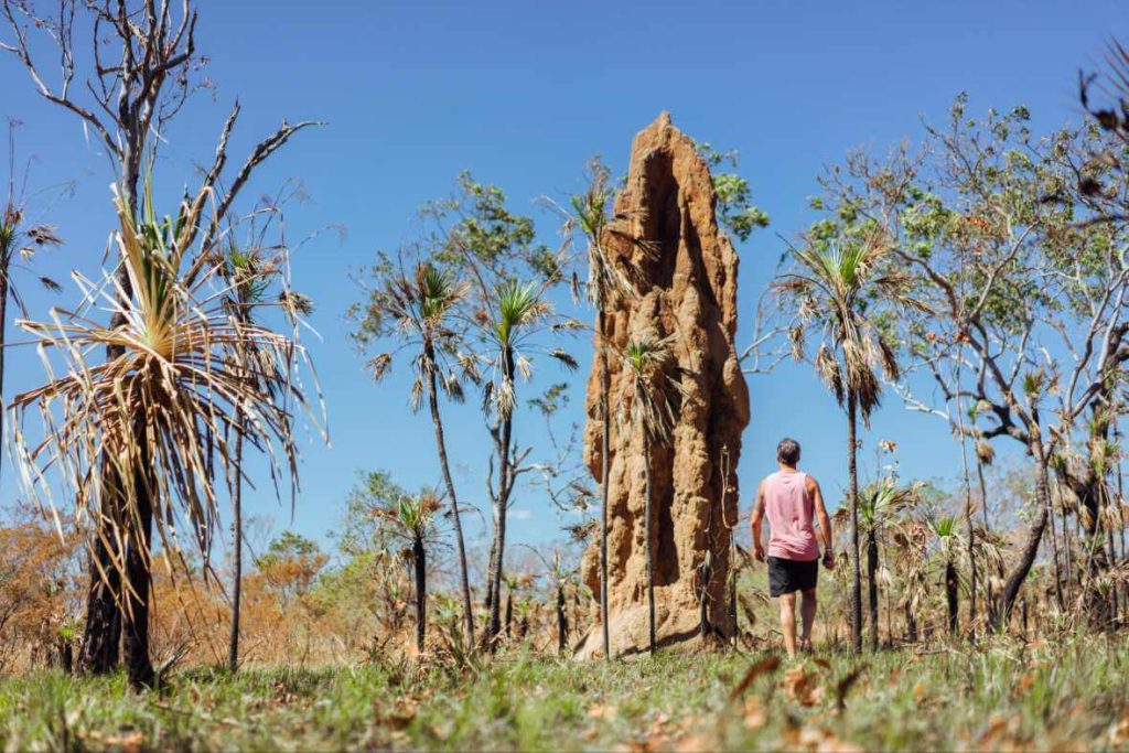 magnetic-termite-mounds-litchfield-national-park-northern-territory-itinerary